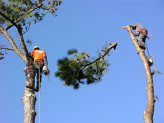 tree removal Services